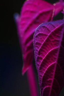 Makro fotoğrafçılık. Sığ bir alan derinliğine sahip fotoğraflar, gerçek denek sadece birkaç milimetre uzunluğunda..
