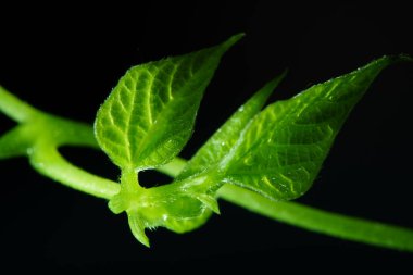 Makro fotoğrafçılık. Sığ bir alan derinliğine sahip fotoğraflar, gerçek denek sadece birkaç milimetre uzunluğunda..