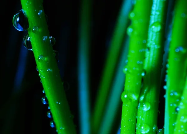 Macro Fotografia Fotografie Con Una Bassa Profondità Campo Soggetto Reale — Foto Stock