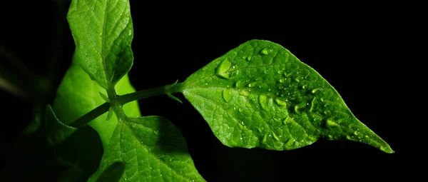 Macro Fotografia Fotografie Con Una Bassa Profondità Campo Soggetto Reale — Foto Stock