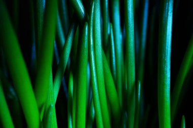Makro fotoğrafçılık. Sığ bir alan derinliğine sahip fotoğraflar, gerçek denek sadece birkaç milimetre uzunluğunda..                        