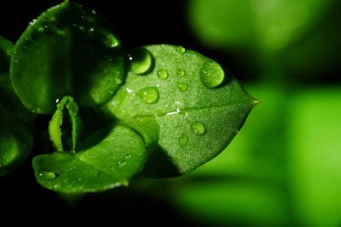 Makro fotoğrafçılık. Sığ bir alan derinliğine sahip fotoğraflar, gerçek denek sadece birkaç milimetre uzunluğunda..