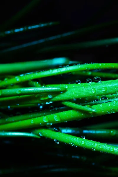 Makro fotoğrafçılık. Sığ bir alan derinliğine sahip fotoğraflar, gerçek denek sadece birkaç milimetre uzunluğunda..                        
