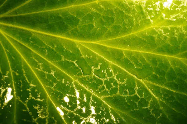 Makro fotoğrafçılık. Sığ bir alan derinliğine sahip fotoğraflar, gerçek denek sadece birkaç milimetre uzunluğunda..