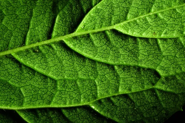 Makro fotoğrafçılık. Sığ bir alan derinliğine sahip fotoğraflar, gerçek denek sadece birkaç milimetre uzunluğunda..