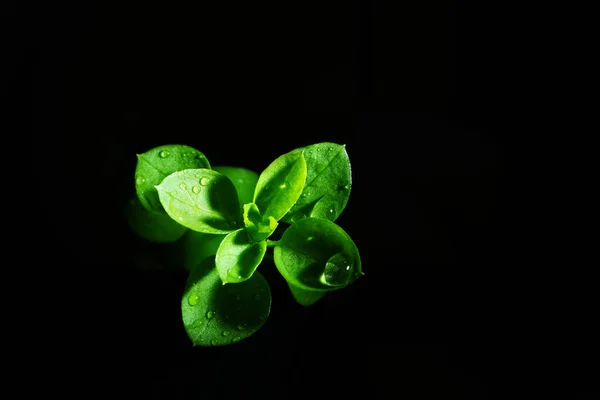 Macro Fotografia Fotografie Con Una Bassa Profondità Campo Soggetto Reale — Foto Stock