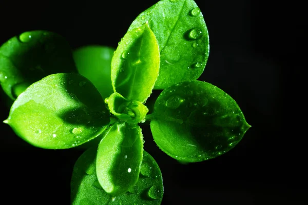 Makro fotoğrafçılık. Sığ bir alan derinliğine sahip fotoğraflar, gerçek denek sadece birkaç milimetre uzunluğunda..