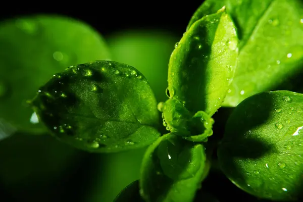 Makro fotoğrafçılık. Sığ bir alan derinliğine sahip fotoğraflar, gerçek denek sadece birkaç milimetre uzunluğunda..