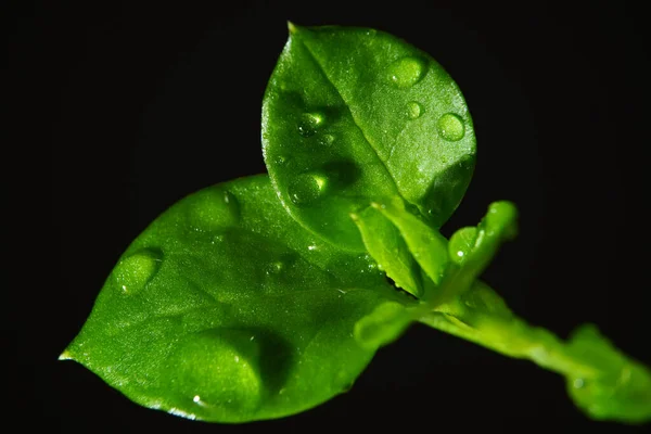 Macro Fotografia Fotografie Con Una Bassa Profondità Campo Soggetto Reale — Foto Stock