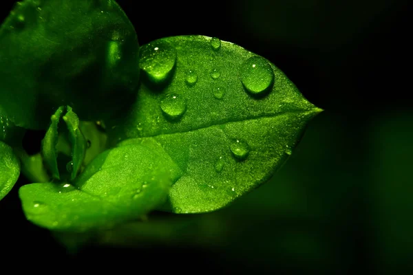 Macro Fotografia Fotografie Con Una Bassa Profondità Campo Soggetto Reale — Foto Stock