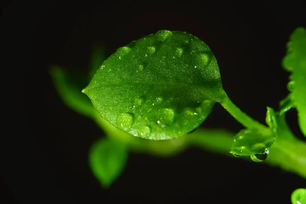 Macro Fotografia Fotografie Con Una Bassa Profondità Campo Soggetto Reale — Foto Stock