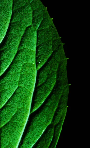 Makrofotografie Fotografien Mit Geringer Schärfentiefe Das Eigentliche Motiv Ist Nur — Stockfoto