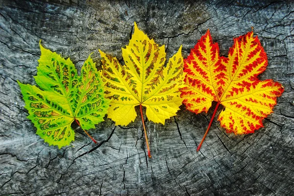 Zvýšený Pohled Roztroušené Barevné Podzimní Listy Dřevěném Šedém Povrchu — Stock fotografie