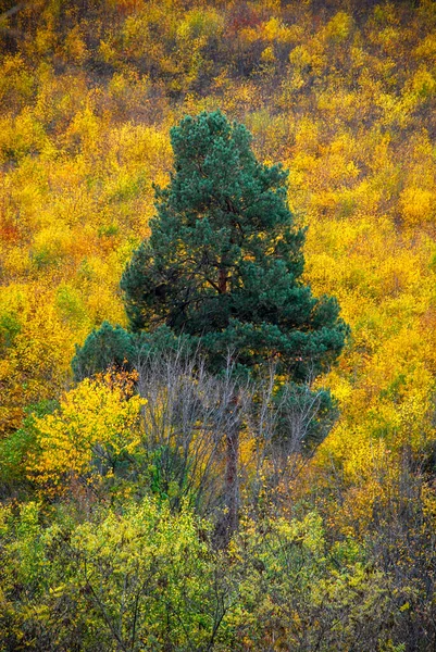 Otoño Coloridos Árboles Textura Fondo — Foto de Stock