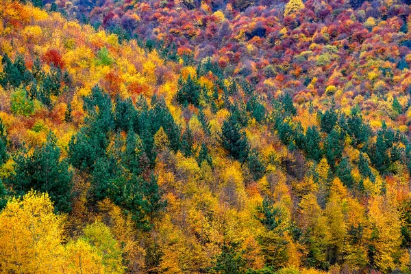 Otoño Coloridos Árboles Textura Fondo — Foto de Stock