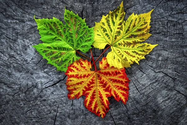 Erhabener Blick Auf Verstreut Gefärbte Herbstblätter Auf Hölzerner Grauer Oberfläche — Stockfoto