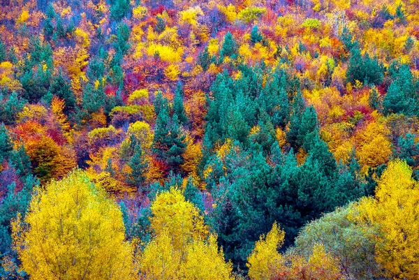 Jesień Kolorowe Drzewa Tekstury Tła — Zdjęcie stockowe