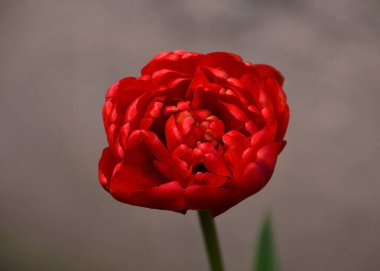 Single red tulip. One flower clipart