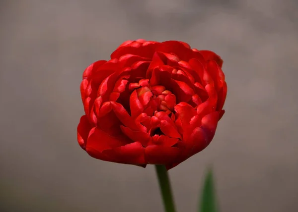 Tulipán Rojo Único Una Flor Fotos de stock