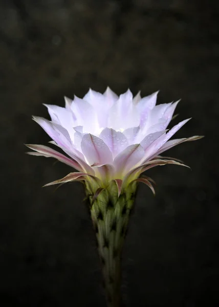 Flor Cactus Flor Cactus Blanco Imagen de archivo