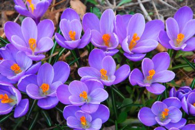 Bahar zamanı crocus, Mor kır çiçekleri 