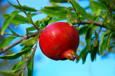 Olgun Nar, Ermenice Popüler Meyve