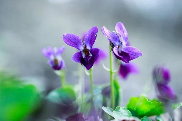 Tatlı Violet Viola Odorata — Stok fotoğraf