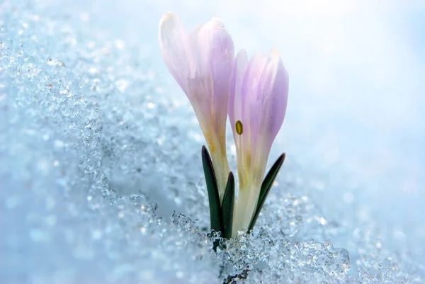 Early Spring Crocus in Snow