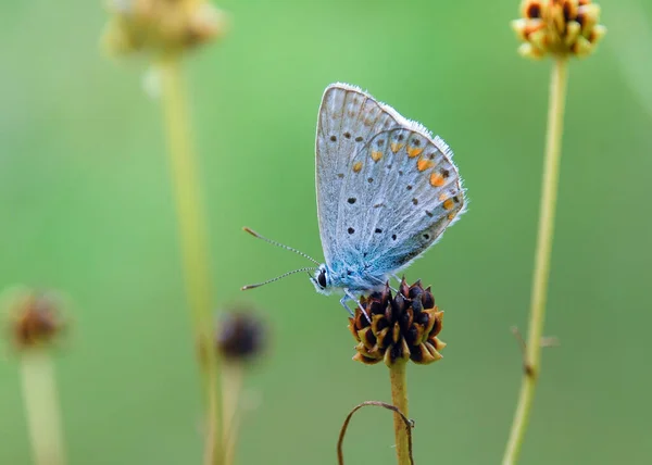 Borboleta Azul Comum Polyommatus Icarus — Fotografia de Stock