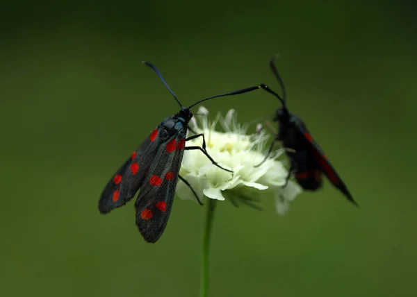 Butterfly Zygaena Ephialtes Black Butterfly — Stock Photo, Image