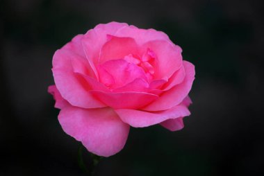 koyu arka plan üzerinde tek pembe gül 