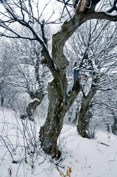 Vista Panoramica Alberi Innevati Nella Foresta Invernale — Foto Stock