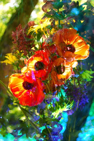 Αφηρημένο Φόντο Κόκκινα Λουλούδια Παπαρούνες — Φωτογραφία Αρχείου