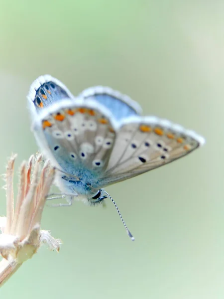 Голубая Бабочка Polyommatus Icarus — стоковое фото