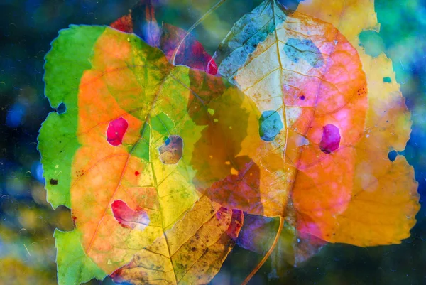 Abstraktní Pozadí Podzimu Listí — Stock fotografie