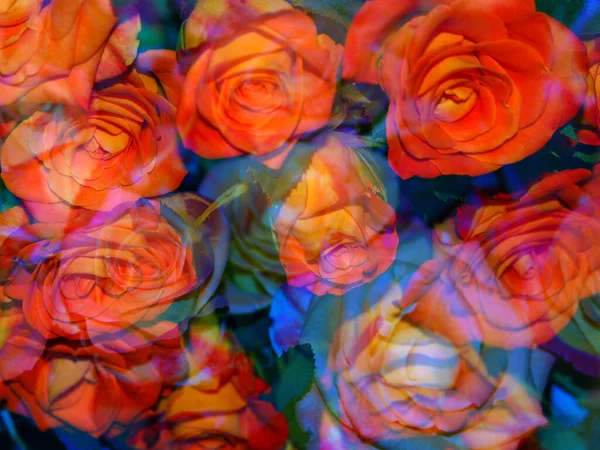 Roses Abstraites Arrière Plan Fond Floral Abstrait — Photo