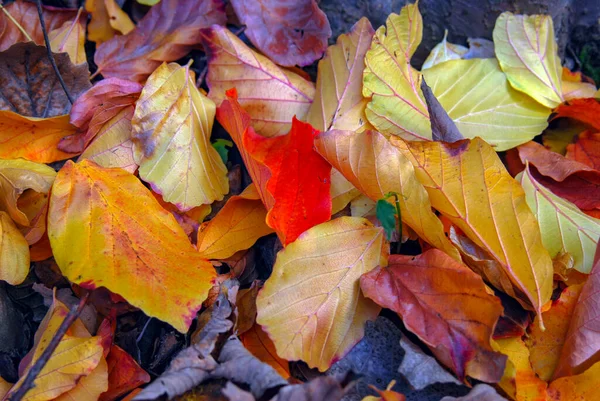 Abstrakter Hintergrund Aus Herbstblättern — Stockfoto