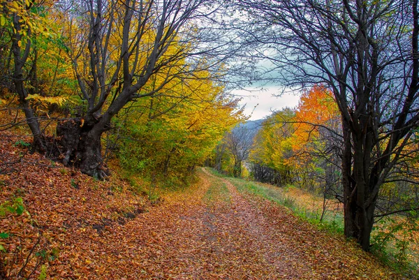 Park Miejski Jesienią Armenia — Zdjęcie stockowe