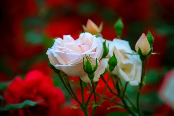 White Red Roses Garden — Stock Photo, Image