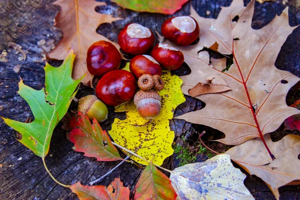 Herbstblätter Und Früchte Auf Einem Hölzernen Hintergrund — Stockfoto