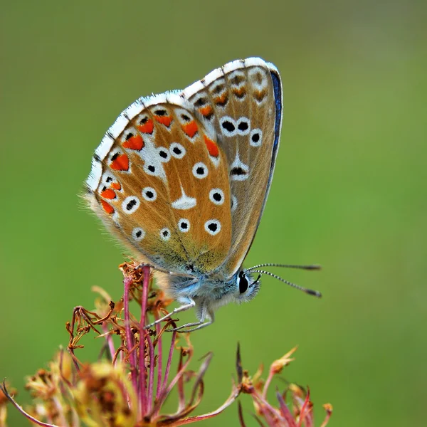 Blauwe vlinder — Stockfoto