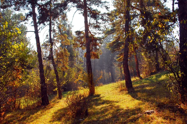Mooie herfst in het bos — Stockfoto