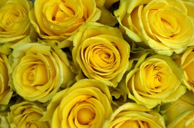 Sarı Gül piyasada yakın çekim