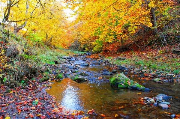 Hermoso otoño en el bosque —  Fotos de Stock