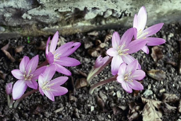 Bunga crocus musim gugur — Stok Foto