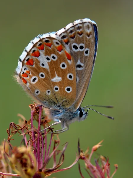 Błękitny motyl — Zdjęcie stockowe