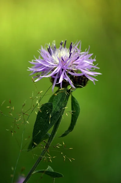 Melankolisk tistel — Stockfoto