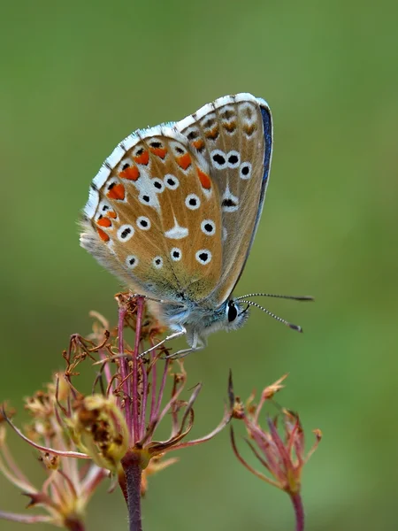 Błękitny motyl — Zdjęcie stockowe