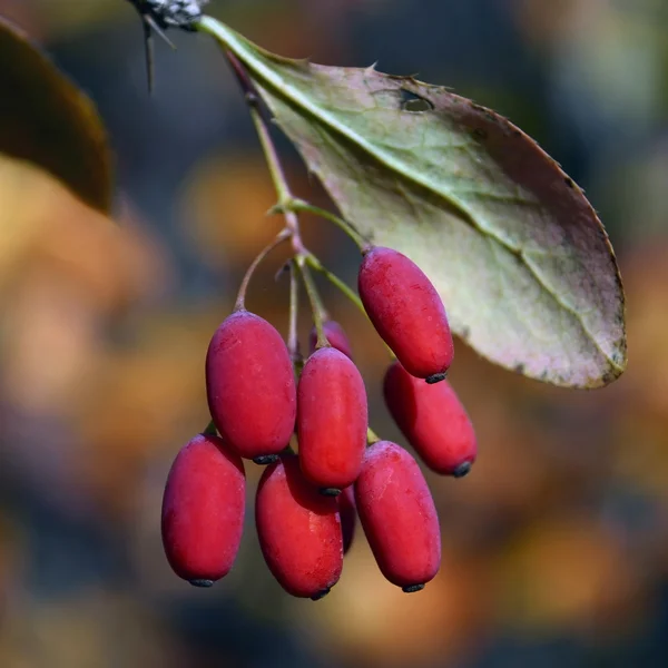 Ветвь обыкновенной барбарис (Berberis vulgaris L.) с ягодами — стоковое фото