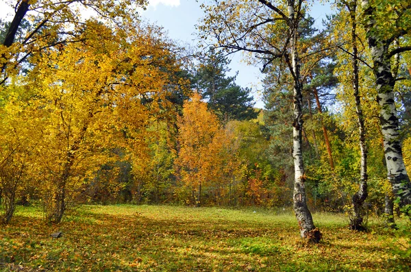 Krásné barevné podzimní park v slunečný den — Stock fotografie